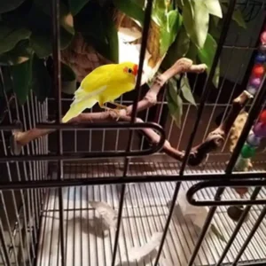 Natural grape wood bird perch and toy ball for {species}